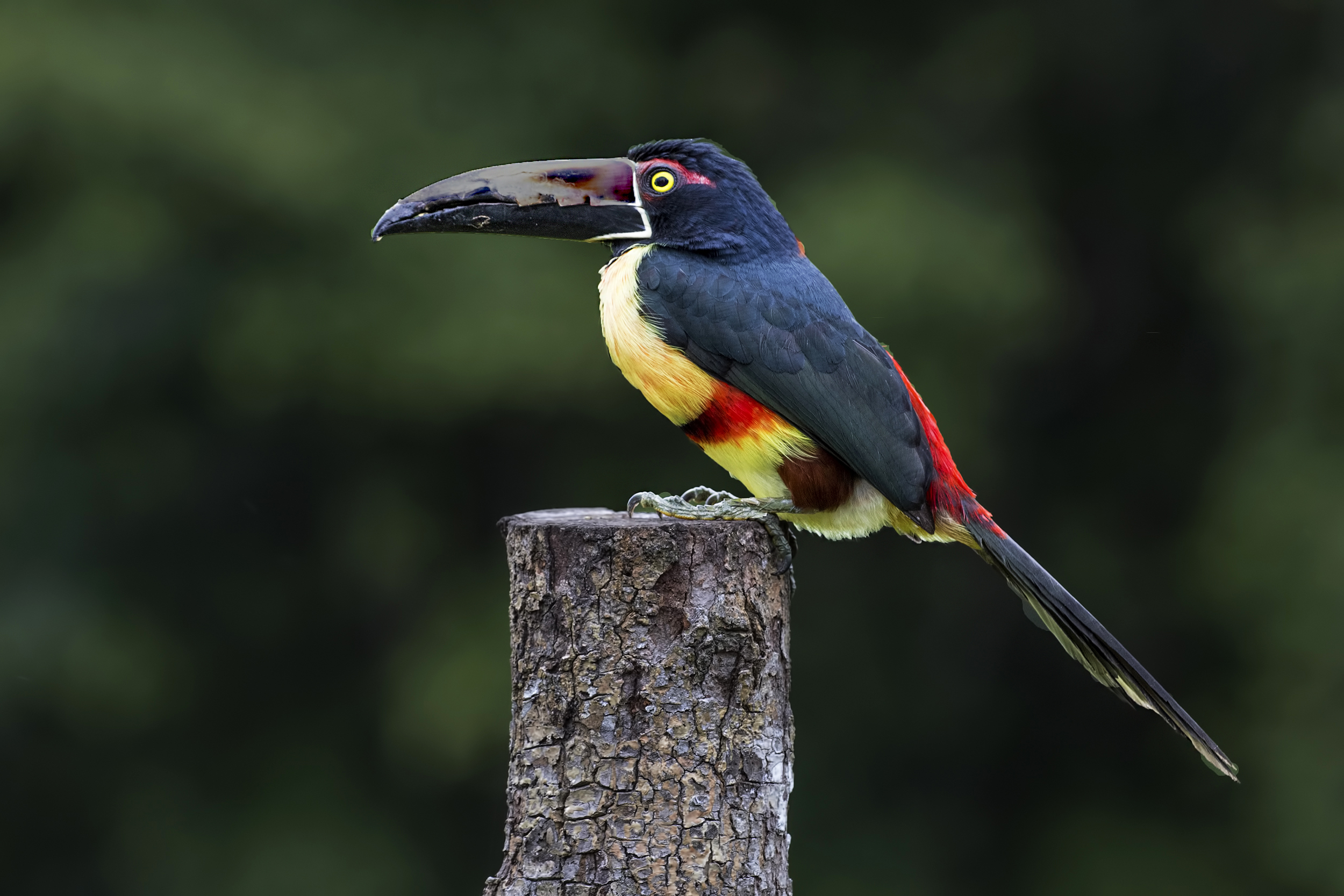 Collared Aracari